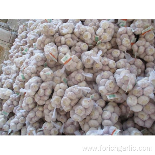 Hot Sale 2019 Fresh Garlic